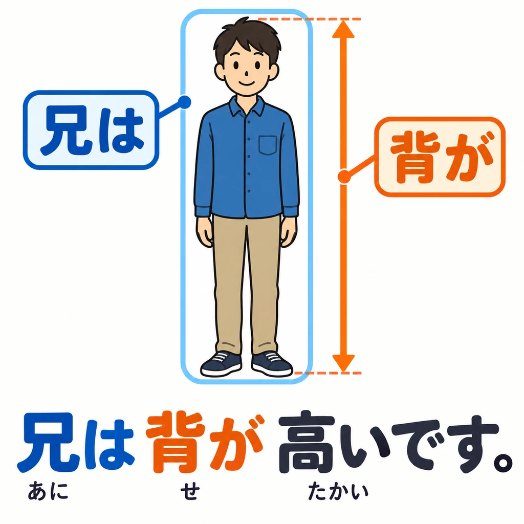 介紹人的外貌時，可以從身高、眼睛等方面，說出這個人的特徵。